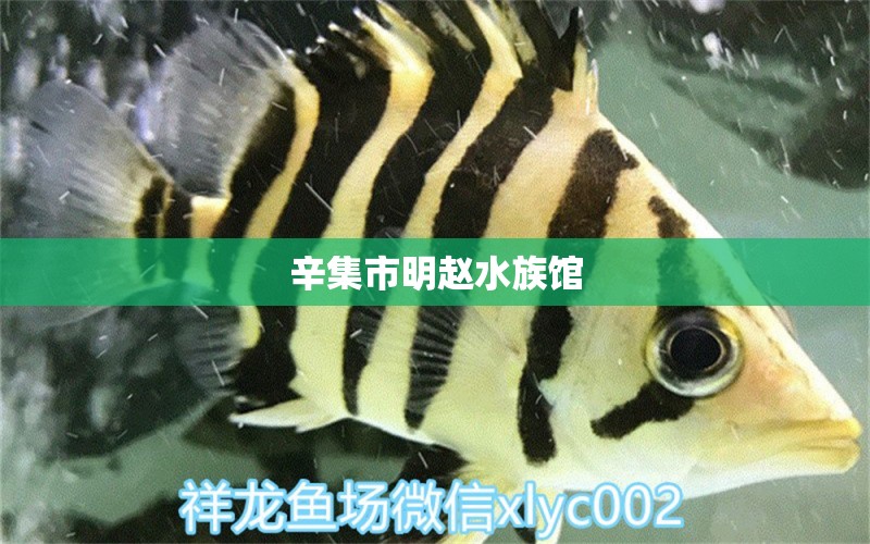 辛集市明趙水族館 全國水族館企業(yè)名錄