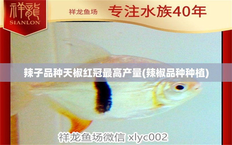 辣子品種天椒紅冠最高產(chǎn)量(辣椒品種種植) 白子銀龍魚苗