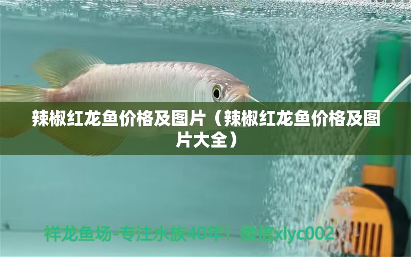 辣椒紅龍魚價格及圖片（辣椒紅龍魚價格及圖片大全） 印尼紅龍魚