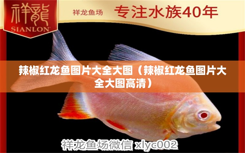 辣椒紅龍魚圖片大全大圖（辣椒紅龍魚圖片大全大圖高清） 印尼紅龍魚