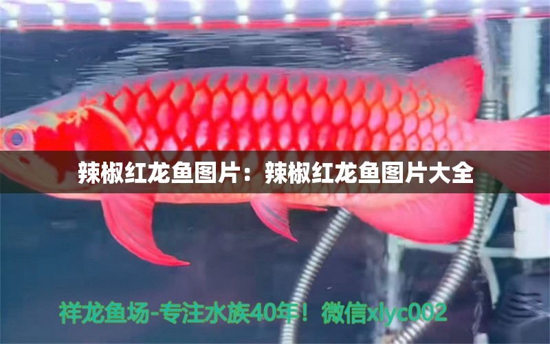 辣椒紅龍魚圖片：辣椒紅龍魚圖片大全 巨骨舌魚