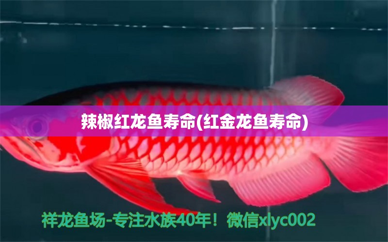 辣椒紅龍魚壽命(紅金龍魚壽命) 龍魚芯片掃碼器