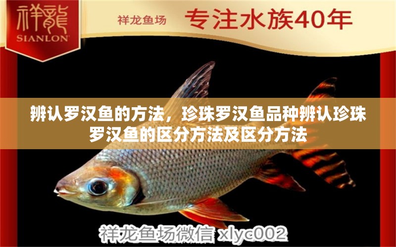 辨認羅漢魚的方法，珍珠羅漢魚品種辨認珍珠羅漢魚的區(qū)分方法及區(qū)分方法 羅漢魚