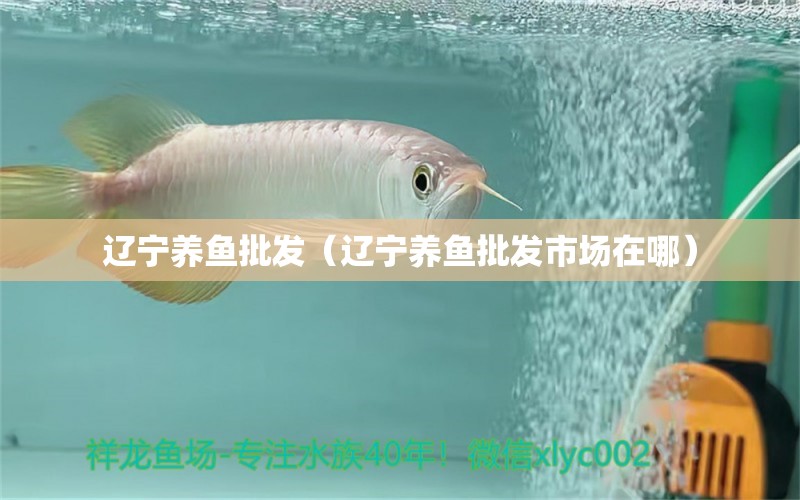 遼寧養(yǎng)魚批發(fā)（遼寧養(yǎng)魚批發(fā)市場在哪）