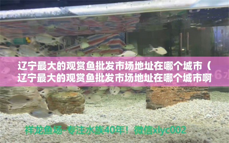 遼寧最大的觀賞魚(yú)批發(fā)市場(chǎng)地址在哪個(gè)城市（遼寧最大的觀賞魚(yú)批發(fā)市場(chǎng)地址在哪個(gè)城市啊）