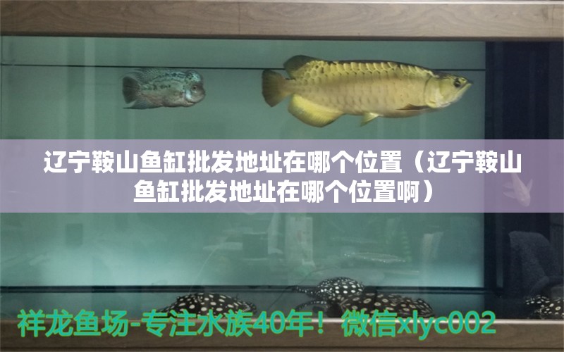 遼寧鞍山魚缸批發(fā)地址在哪個(gè)位置（遼寧鞍山魚缸批發(fā)地址在哪個(gè)位置?。? title=