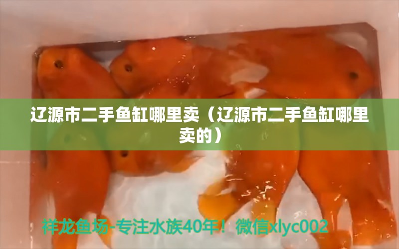 遼源市二手魚缸哪里賣（遼源市二手魚缸哪里賣的） 泗水龍魚