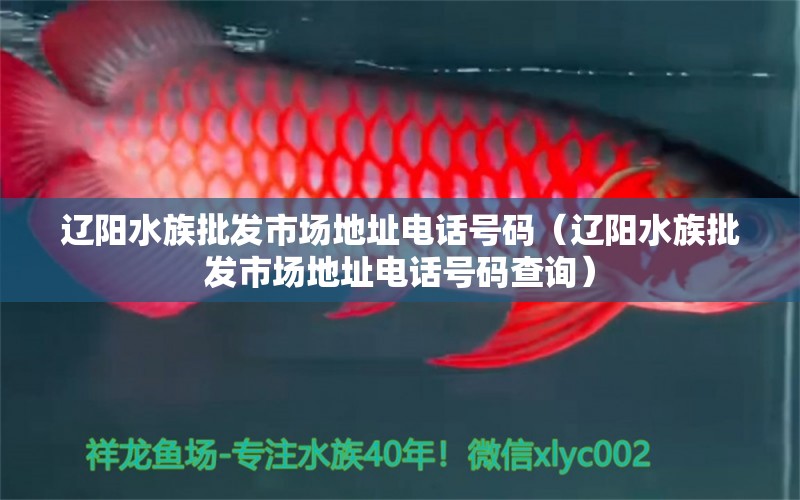 遼陽水族批發(fā)市場(chǎng)地址電話號(hào)碼（遼陽水族批發(fā)市場(chǎng)地址電話號(hào)碼查詢） 觀賞魚水族批發(fā)市場(chǎng)