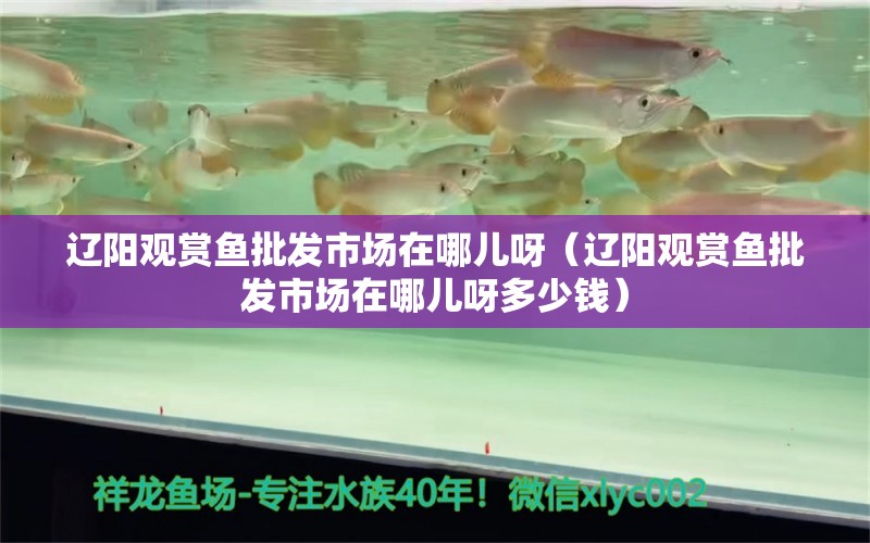 遼陽觀賞魚批發(fā)市場在哪兒呀（遼陽觀賞魚批發(fā)市場在哪兒呀多少錢）