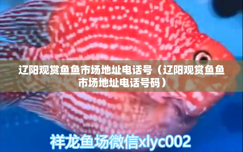 遼陽(yáng)觀賞魚魚市場(chǎng)地址電話號(hào)（遼陽(yáng)觀賞魚魚市場(chǎng)地址電話號(hào)碼）