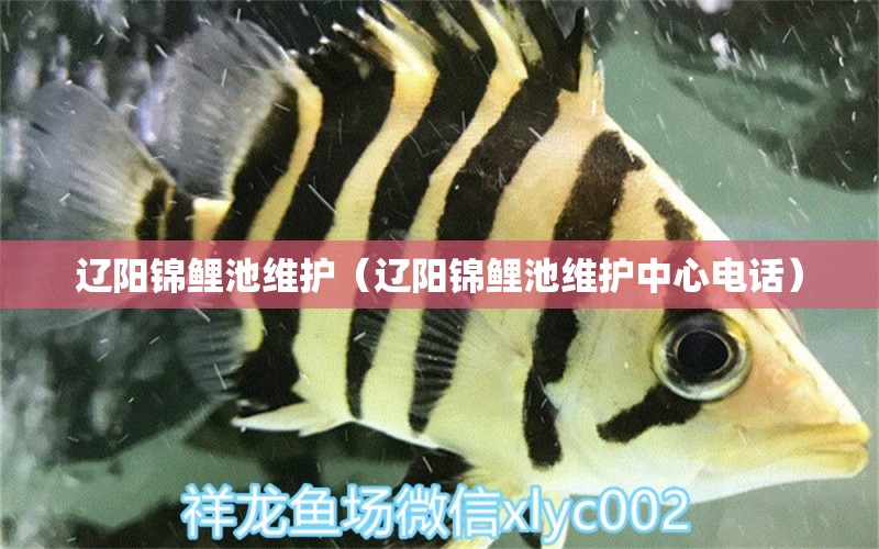 遼陽錦鯉池維護（遼陽錦鯉池維護中心電話） 觀賞魚市場（混養(yǎng)魚）