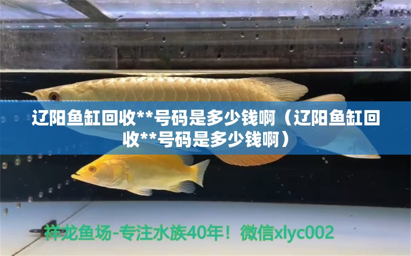 遼陽(yáng)魚缸回收**號(hào)碼是多少錢?。ㄟ|陽(yáng)魚缸回收**號(hào)碼是多少錢?。?祥龍水族醫(yī)院