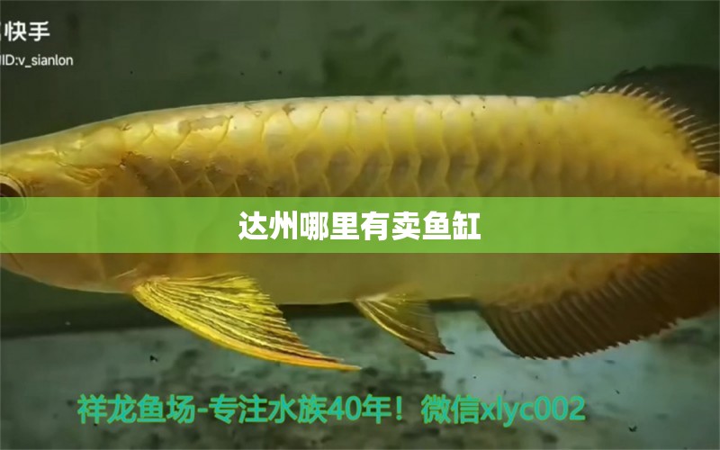 達(dá)州哪里有賣魚缸 其他品牌魚缸