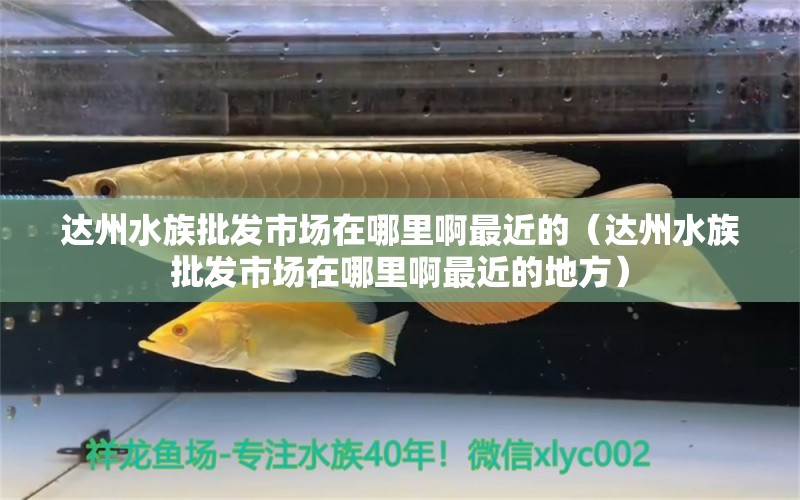 達(dá)州水族批發(fā)市場(chǎng)在哪里啊最近的（達(dá)州水族批發(fā)市場(chǎng)在哪里啊最近的地方） 觀賞魚水族批發(fā)市場(chǎng)