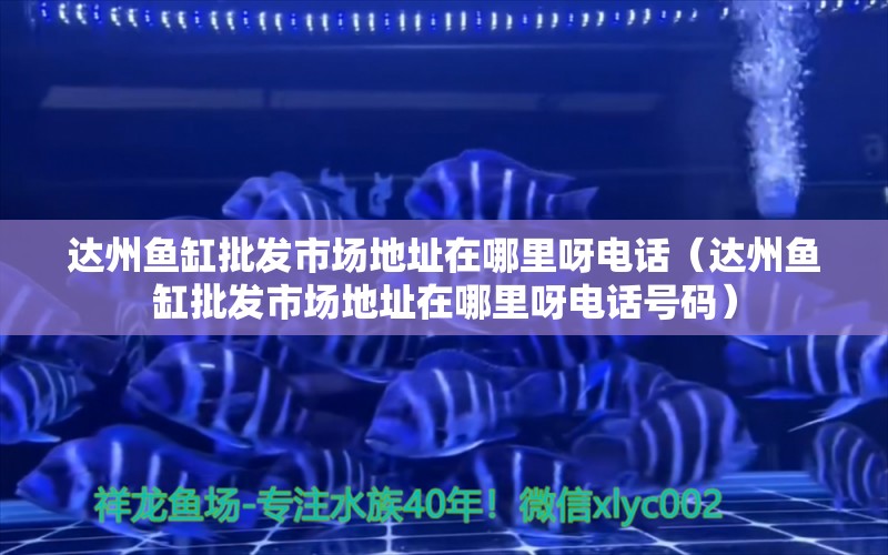 達州魚缸批發(fā)市場地址在哪里呀電話（達州魚缸批發(fā)市場地址在哪里呀電話號碼）