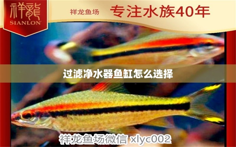 過濾凈水器魚缸怎么選擇 祥龍魚場