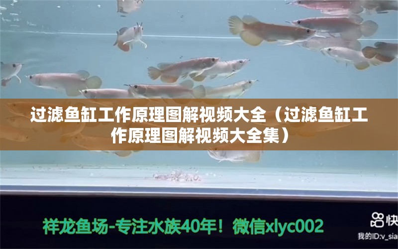 過濾魚缸工作原理圖解視頻大全（過濾魚缸工作原理圖解視頻大全集）