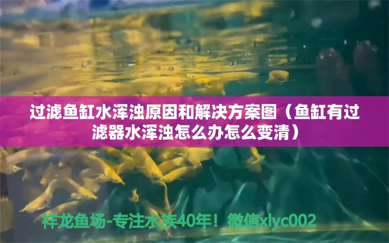 過濾魚缸水渾濁原因和解決方案圖（魚缸有過濾器水渾濁怎么辦怎么變清） 觀賞魚批發(fā)