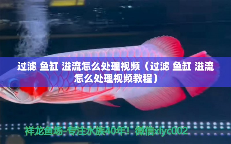 過濾 魚缸 溢流怎么處理視頻（過濾 魚缸 溢流怎么處理視頻教程）