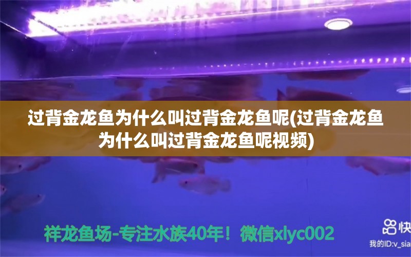 過背金龍魚為什么叫過背金龍魚呢(過背金龍魚為什么叫過背金龍魚呢視頻)