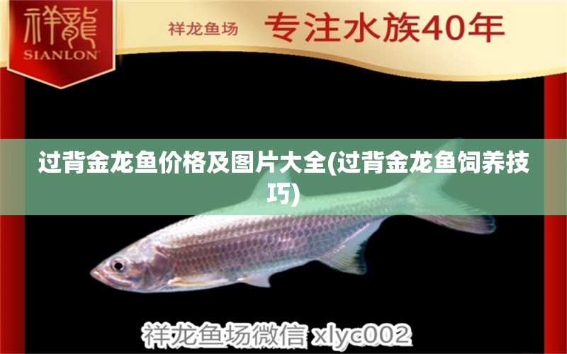 過背金龍魚價格及圖片大全(過背金龍魚飼養(yǎng)技巧)