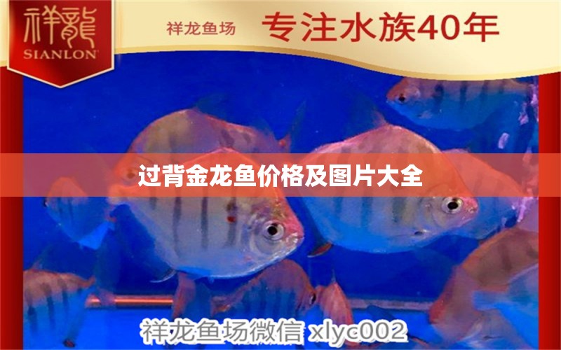 過背金龍魚價格及圖片大全