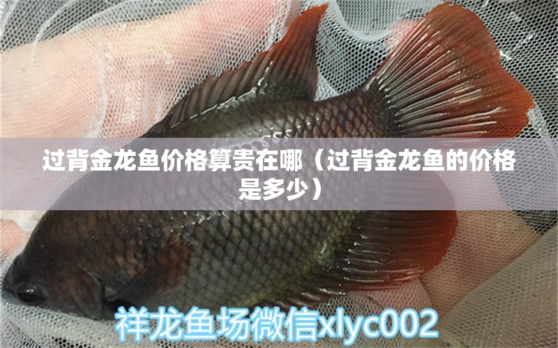 過(guò)背金龍魚(yú)價(jià)格算貴在哪（過(guò)背金龍魚(yú)的價(jià)格是多少） 過(guò)背金龍魚(yú)