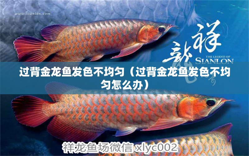 過背金龍魚發(fā)色不均勻（過背金龍魚發(fā)色不均勻怎么辦） 過背金龍魚