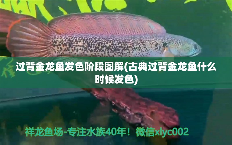 過背金龍魚發(fā)色階段圖解(古典過背金龍魚什么時候發(fā)色) 古典過背金龍魚 第1張