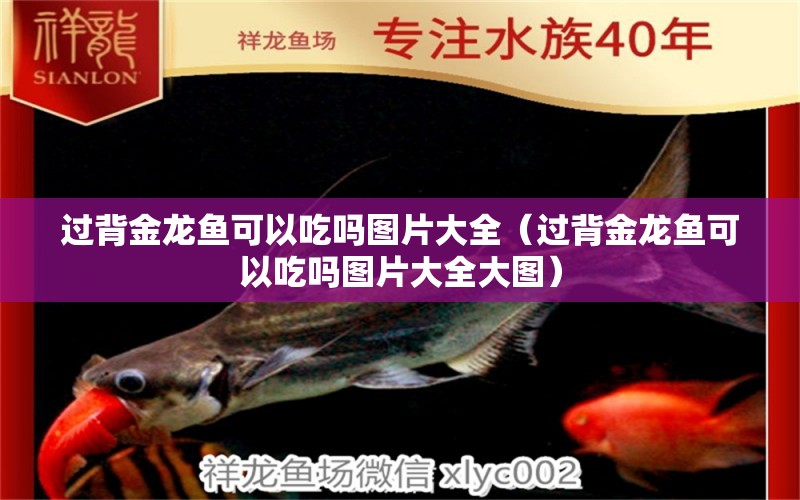 過(guò)背金龍魚(yú)可以吃嗎圖片大全（過(guò)背金龍魚(yú)可以吃嗎圖片大全大圖） 過(guò)背金龍魚(yú)