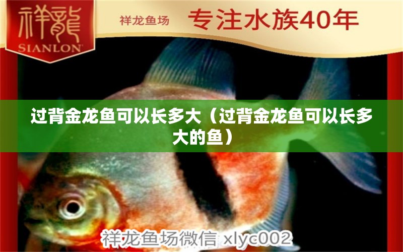 過背金龍魚可以長多大（過背金龍魚可以長多大的魚）