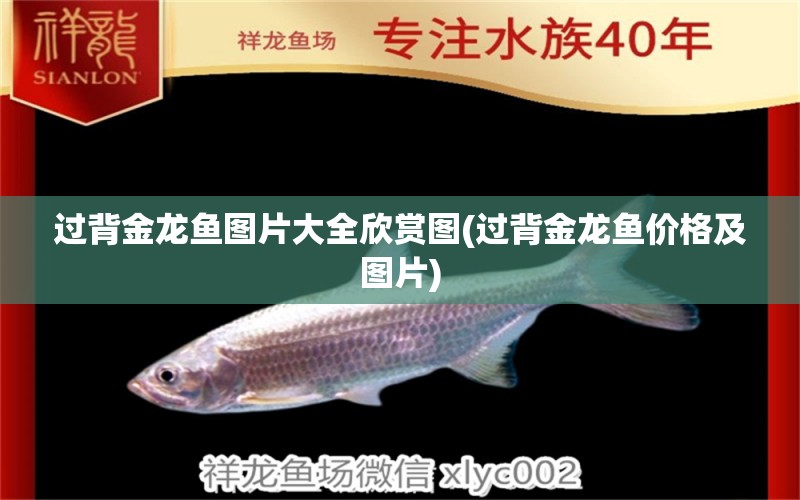 過背金龍魚圖片大全欣賞圖(過背金龍魚價格及圖片)