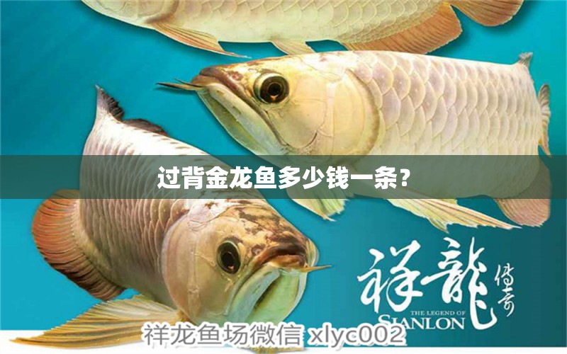 過(guò)背金龍魚多少錢一條？ 過(guò)背金龍魚