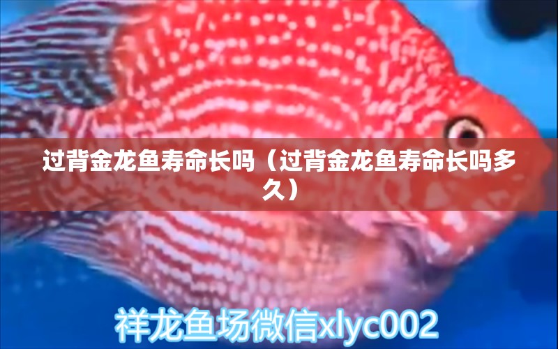 過背金龍魚壽命長嗎（過背金龍魚壽命長嗎多久） 過背金龍魚