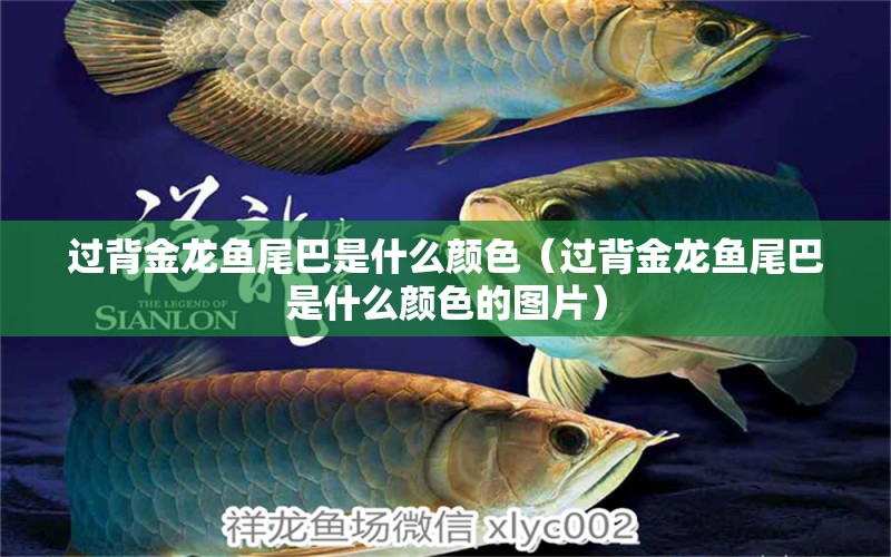 過背金龍魚尾巴是什么顏色（過背金龍魚尾巴是什么顏色的圖片） 過背金龍魚