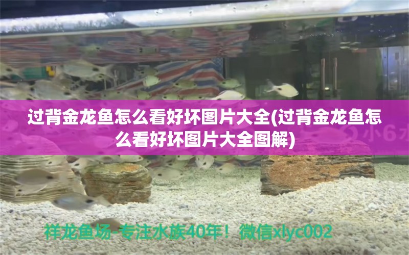 過背金龍魚怎么看好壞圖片大全(過背金龍魚怎么看好壞圖片大全圖解)