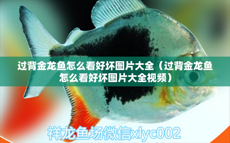 過(guò)背金龍魚(yú)怎么看好壞圖片大全（過(guò)背金龍魚(yú)怎么看好壞圖片大全視頻）