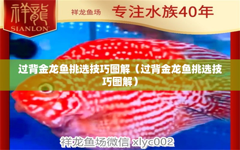 過背金龍魚挑選技巧圖解（過背金龍魚挑選技巧圖解） 過背金龍魚