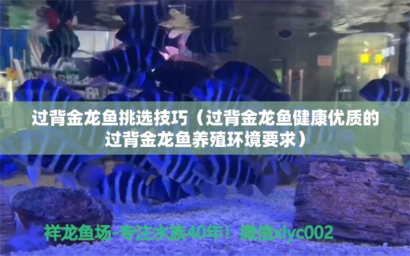 過背金龍魚挑選技巧（過背金龍魚健康優(yōu)質(zhì)的過背金龍魚養(yǎng)殖環(huán)境要求） 龍魚百科 第2張