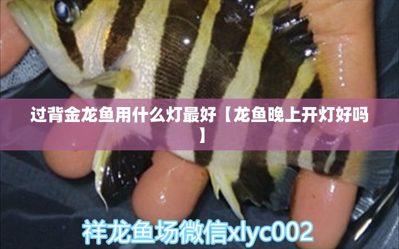 過背金龍魚用什么燈最好【龍魚晚上開燈好嗎】 過背金龍魚