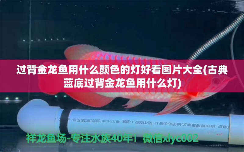 過背金龍魚用什么顏色的燈好看圖片大全(古典藍(lán)底過背金龍魚用什么燈) 過背金龍魚