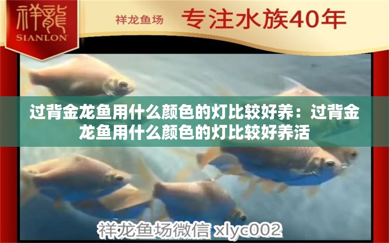 過背金龍魚用什么顏色的燈比較好養(yǎng)：過背金龍魚用什么顏色的燈比較好養(yǎng)活 過背金龍魚