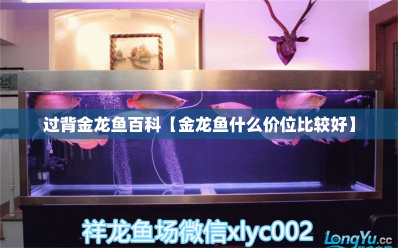 過(guò)背金龍魚(yú)百科【金龍魚(yú)什么價(jià)位比較好】