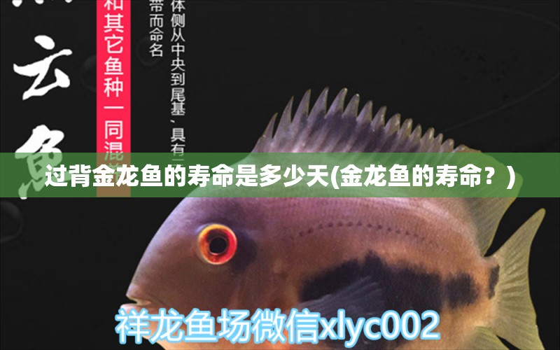 過背金龍魚的壽命是多少天(金龍魚的壽命？) 過背金龍魚