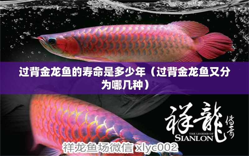 過(guò)背金龍魚的壽命是多少年（過(guò)背金龍魚又分為哪幾種） 錦鯉飼料