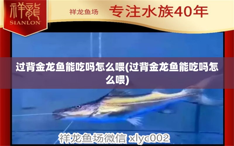 過背金龍魚能吃嗎怎么喂(過背金龍魚能吃嗎怎么喂)