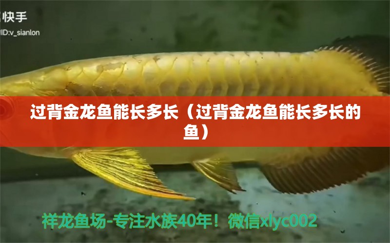 過背金龍魚能長多長（過背金龍魚能長多長的魚）