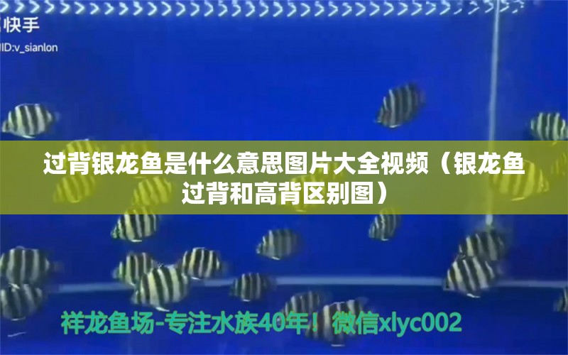 過背銀龍魚是什么意思圖片大全視頻（銀龍魚過背和高背區(qū)別圖）