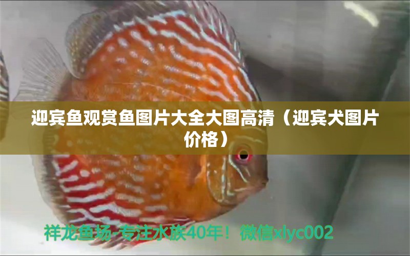 迎賓魚觀賞魚圖片大全大圖高清（迎賓犬圖片價(jià)格） 廣州觀賞魚批發(fā)市場