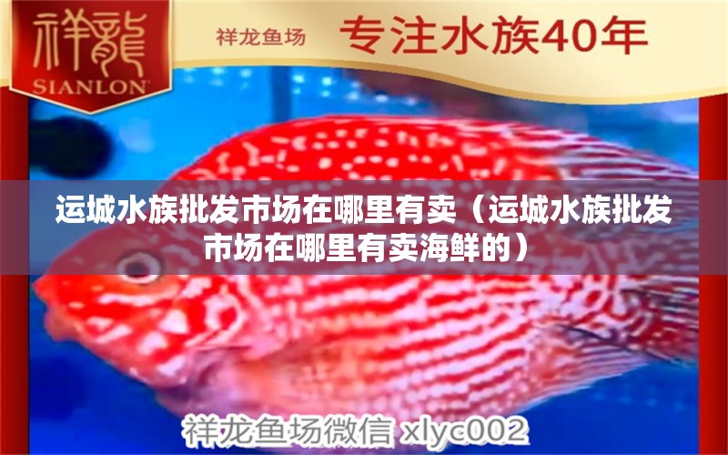 運(yùn)城水族批發(fā)市場(chǎng)在哪里有賣（運(yùn)城水族批發(fā)市場(chǎng)在哪里有賣海鮮的）